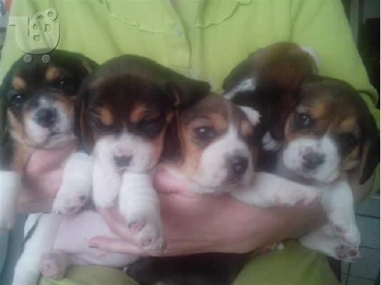 Jack Russell καθαροαιμα 6979314054 ΚΡΗΤΗ-ΑΘΗΝΑ-θεσσαλονικη